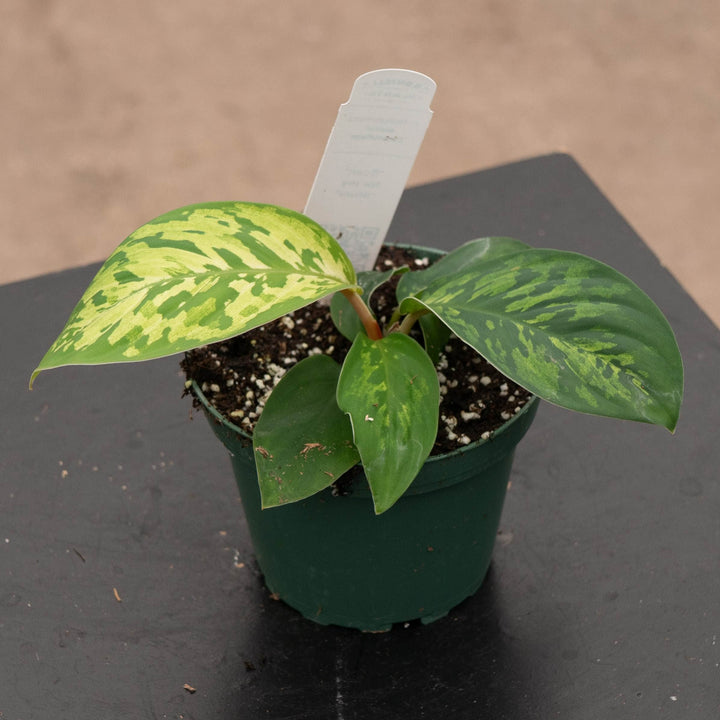 Gabriella Plants Other 4" Homalomena wallisii "Camouflage"
