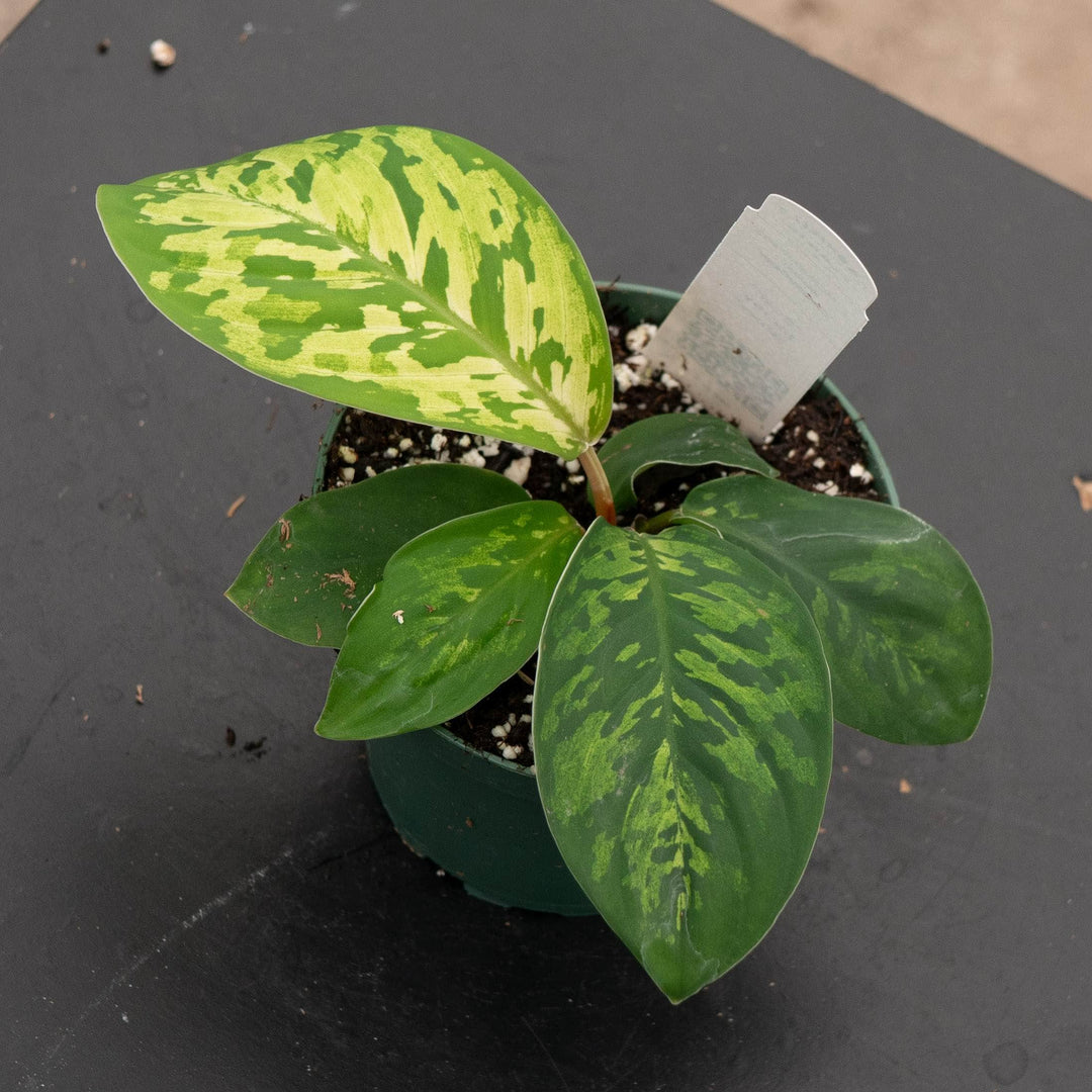 Gabriella Plants Other 4" Homalomena wallisii "Camouflage"