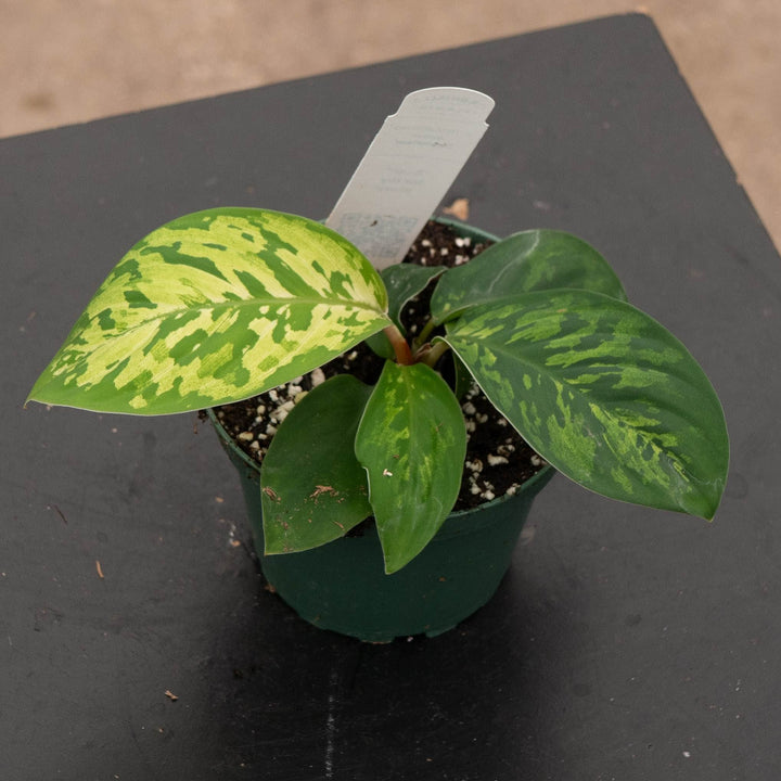 Gabriella Plants Other 4" Homalomena wallisii "Camouflage"