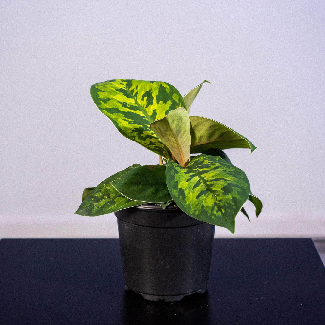 homalomena camouflage vs aglaonema Homalomena wallisii "Camouflage"