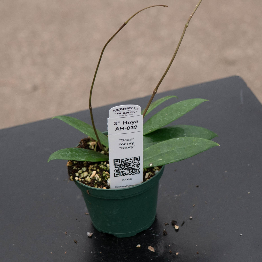 Gabriella Plants Hoya 3" Hoya AH-039
