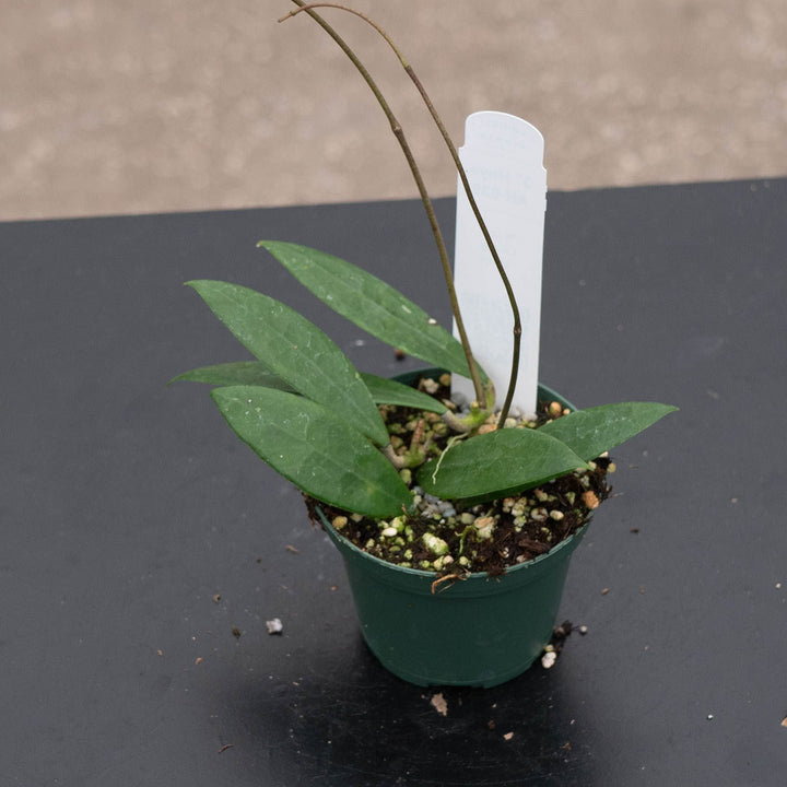 Gabriella Plants Hoya 3" Hoya AH-039