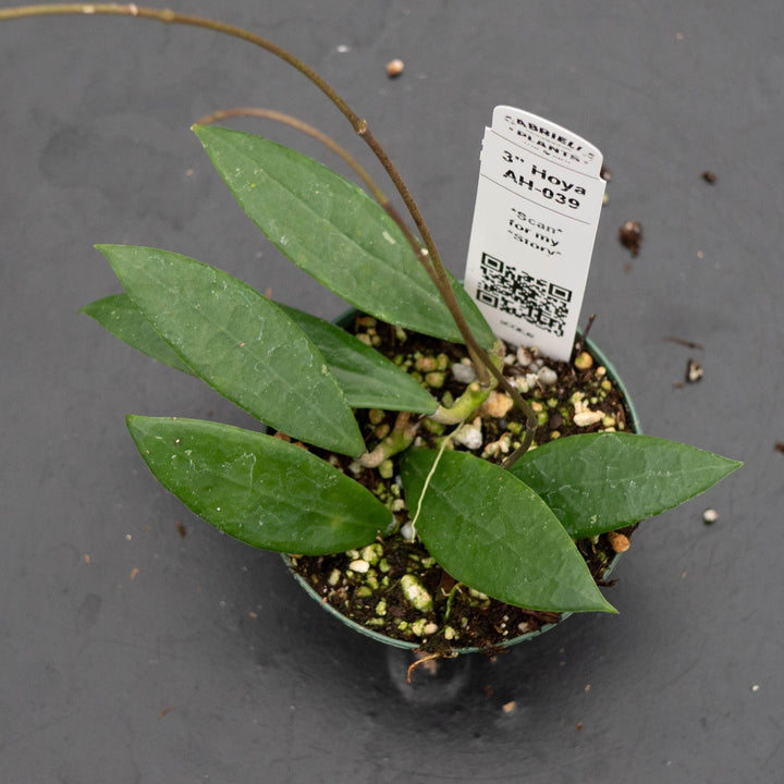 Gabriella Plants Hoya 3" Hoya AH-039