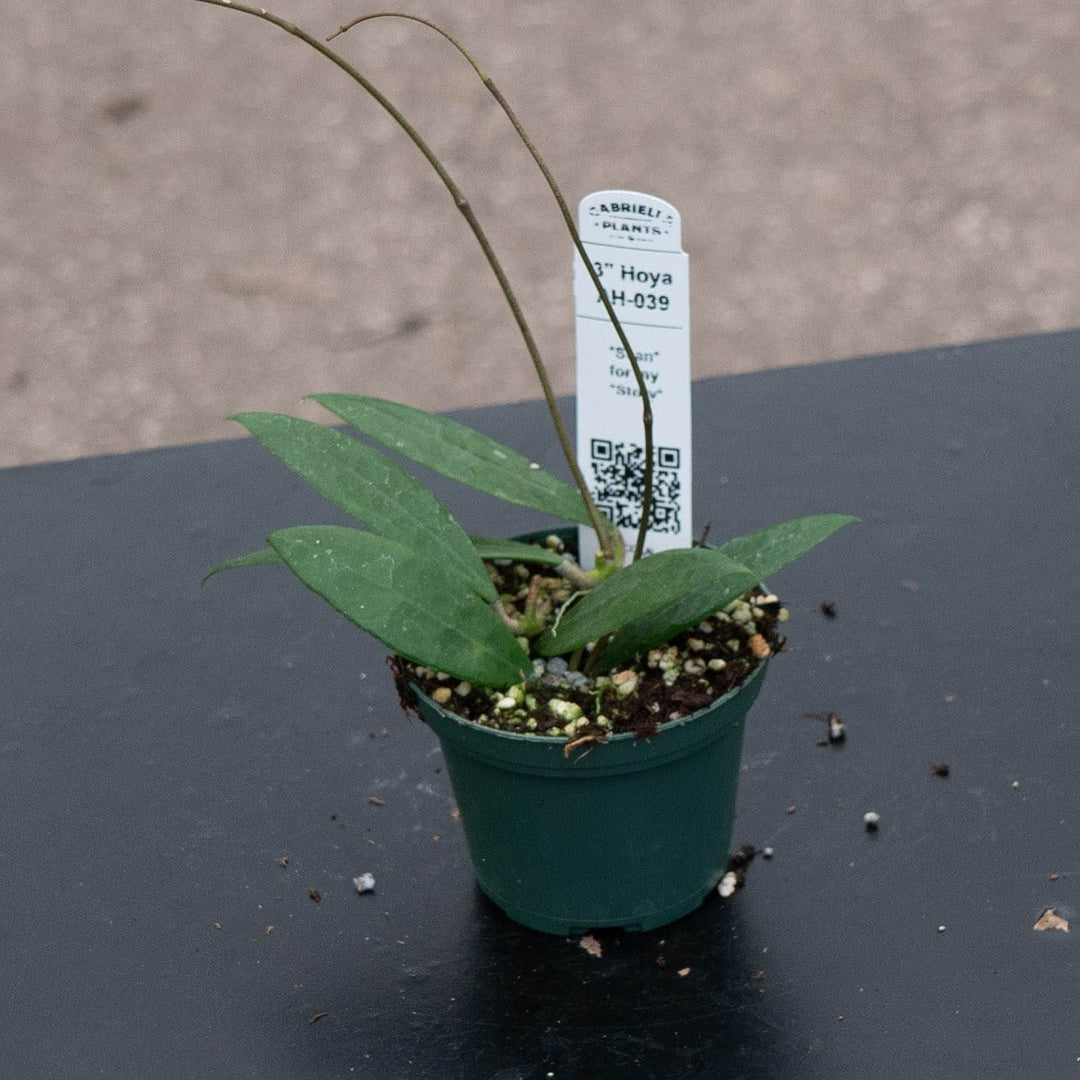 Gabriella Plants Hoya 3" Hoya AH-039
