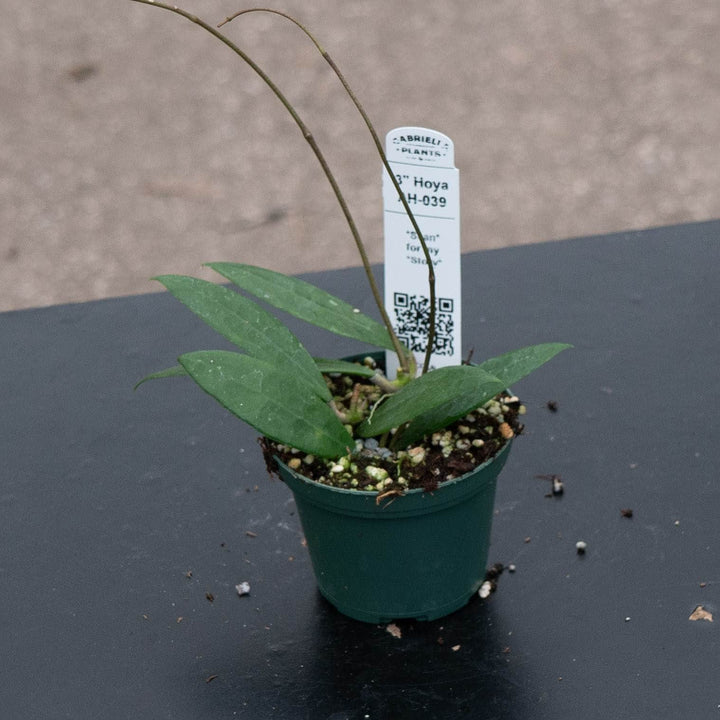 Gabriella Plants Hoya 3" Hoya AH-039