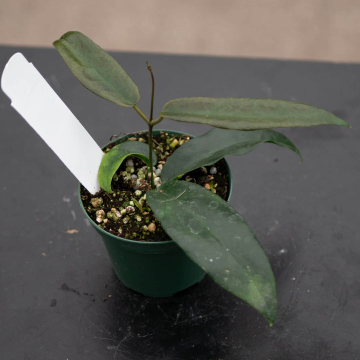 Gabriella Plants Hoya Hoya archboldiana