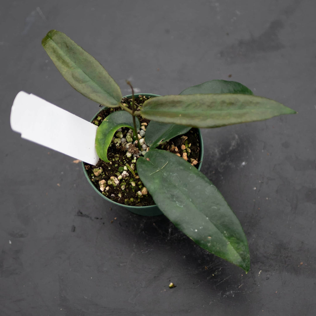 Gabriella Plants Hoya Hoya archboldiana