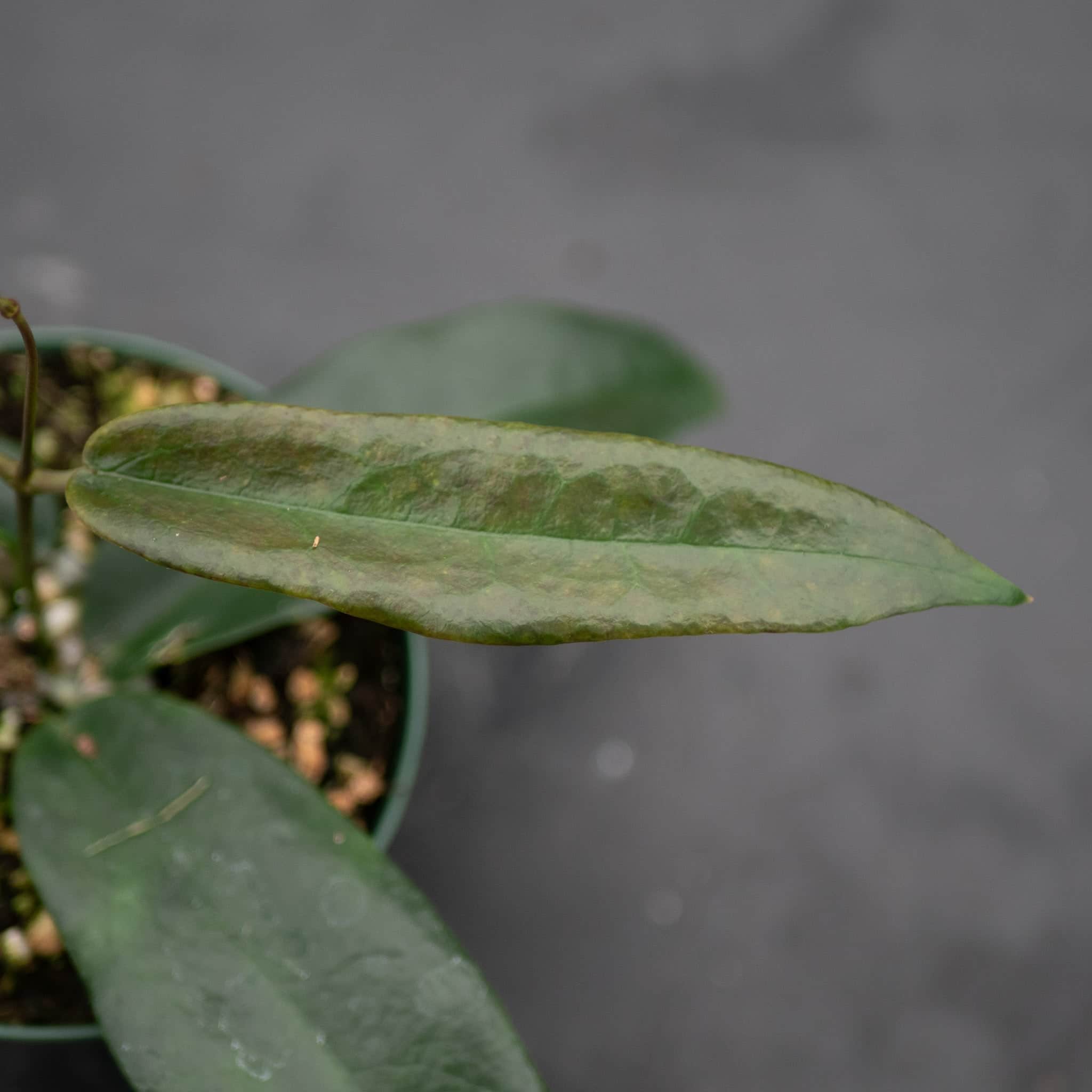 Hoya archboldiana - Gabriella Plants