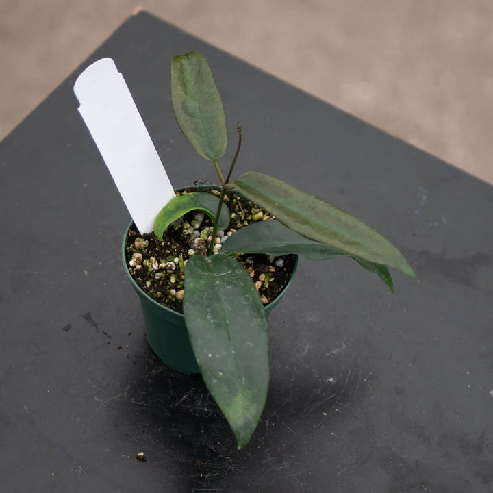 Gabriella Plants Hoya Hoya archboldiana