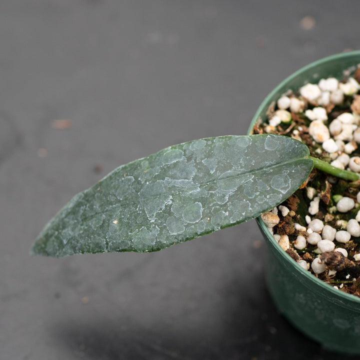 Gabriella Plants Hoya Hoya archboldiana