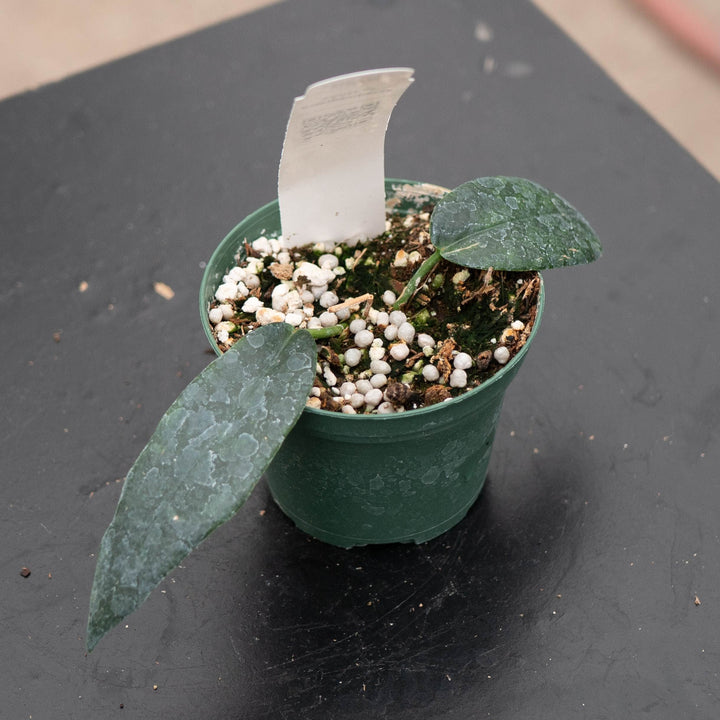 Gabriella Plants Hoya Hoya archboldiana