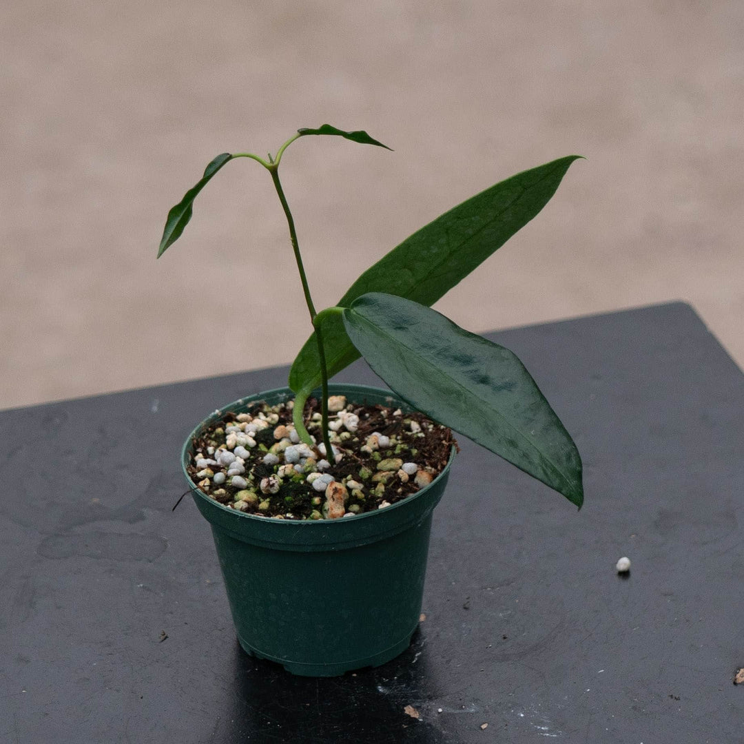 Gabriella Plants Hoya Hoya archboldiana