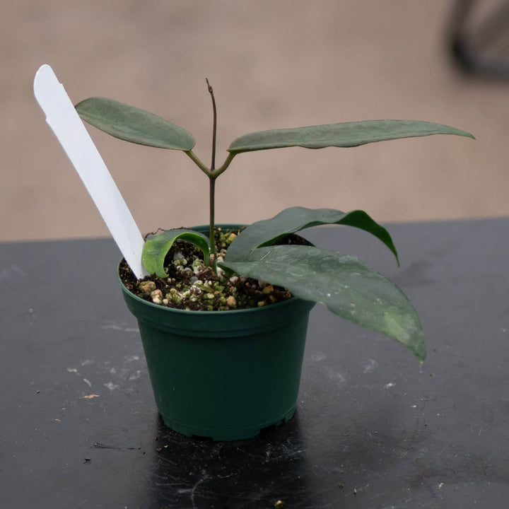 Gabriella Plants Hoya 3" Hoya archboldiana