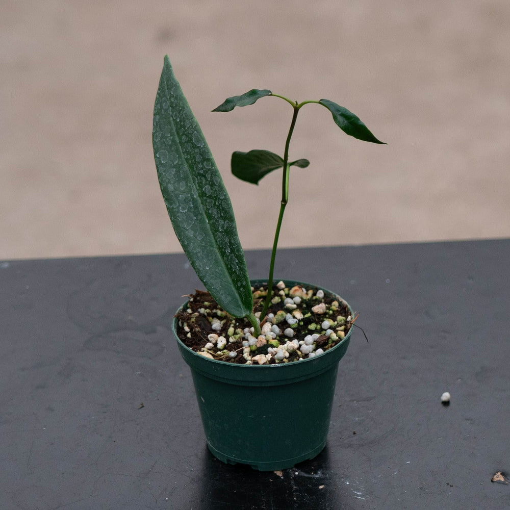 Gabriella Plants Hoya 3" Hoya archboldiana
