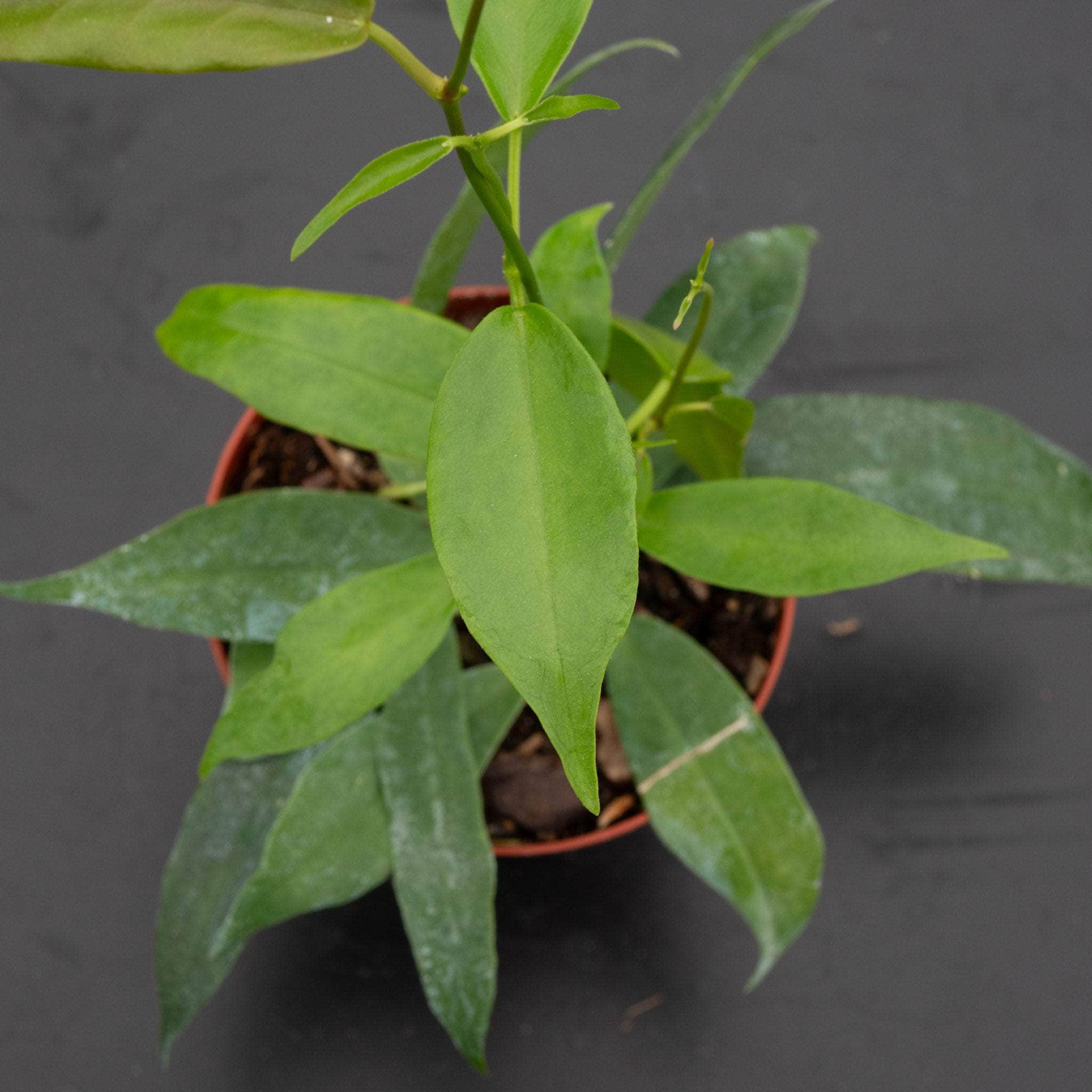 Hoya archboldiana - Gabriella Plants