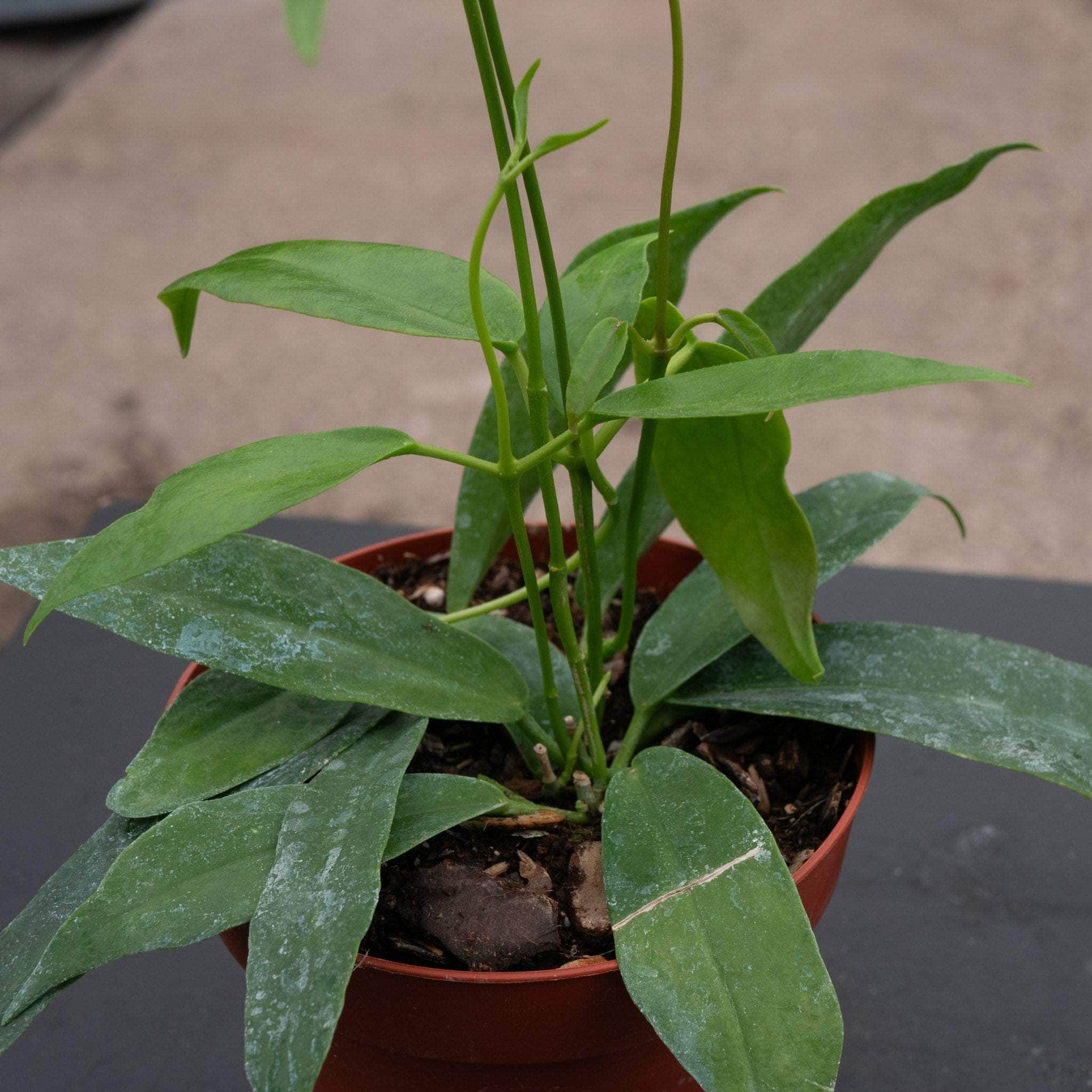 Hoya archboldiana variegata 約5~６cmカップ Hoya archboldiana - Gabriella Plants
