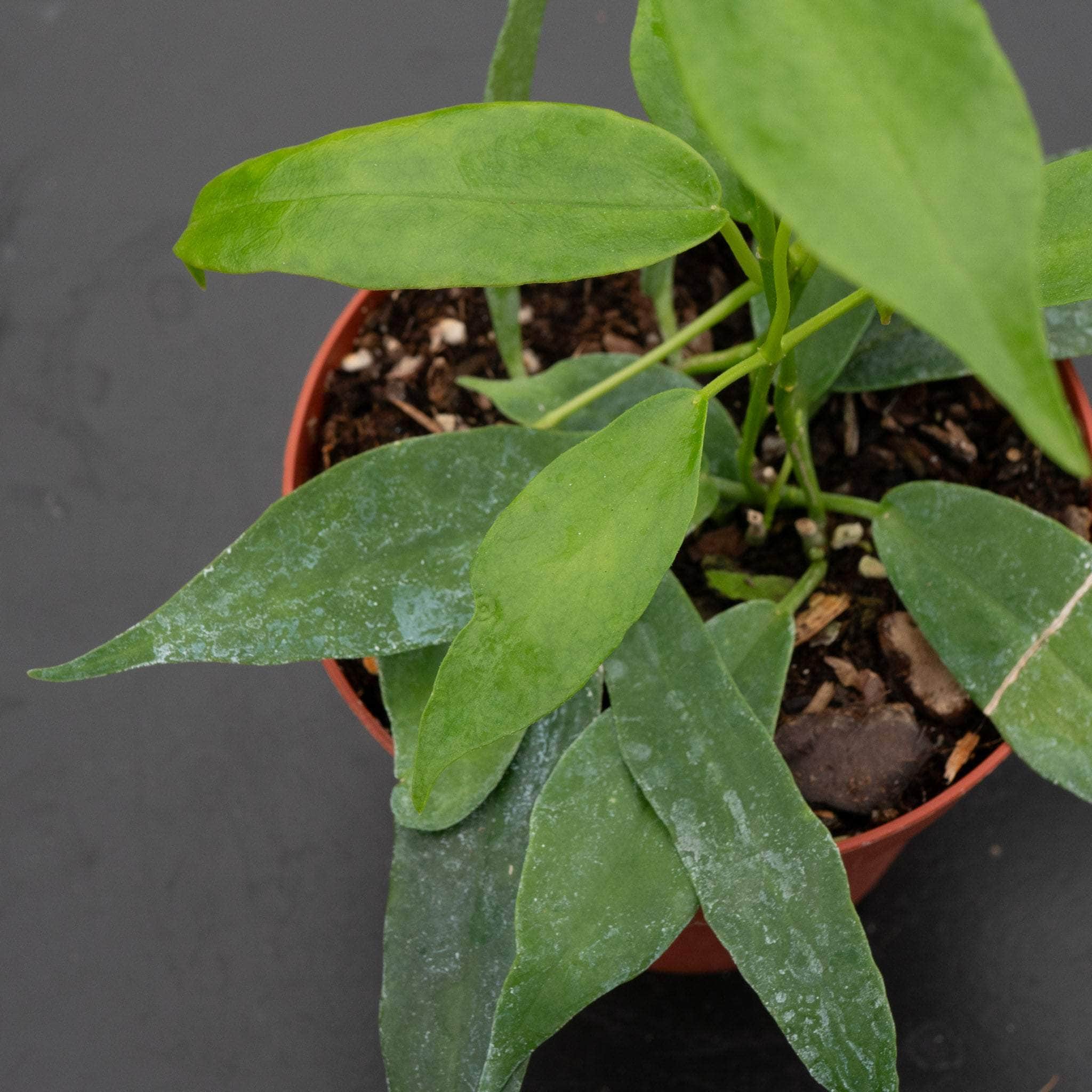 Hoya archboldiana - Gabriella Plants