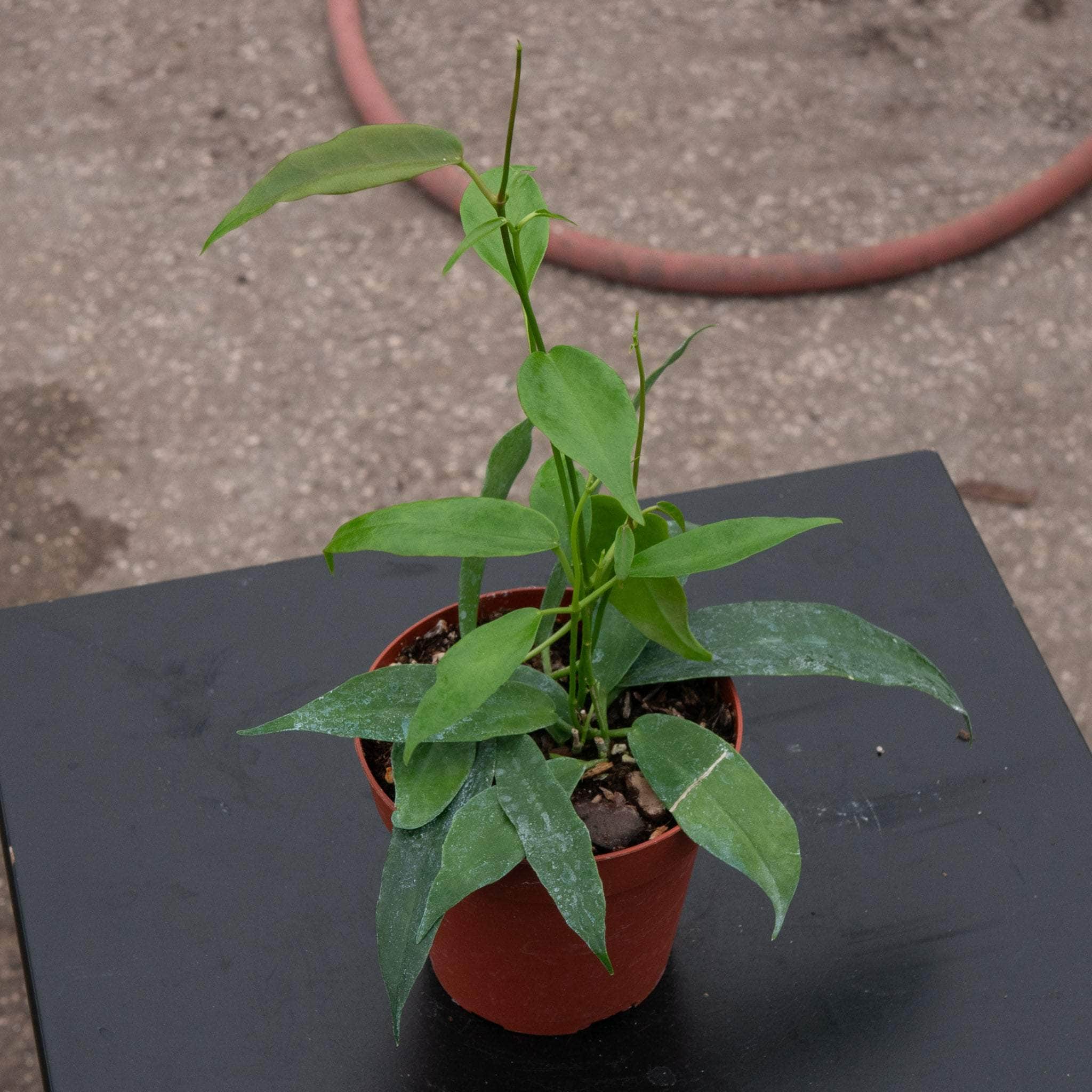 Hoya archboldiana - Gabriella Plants