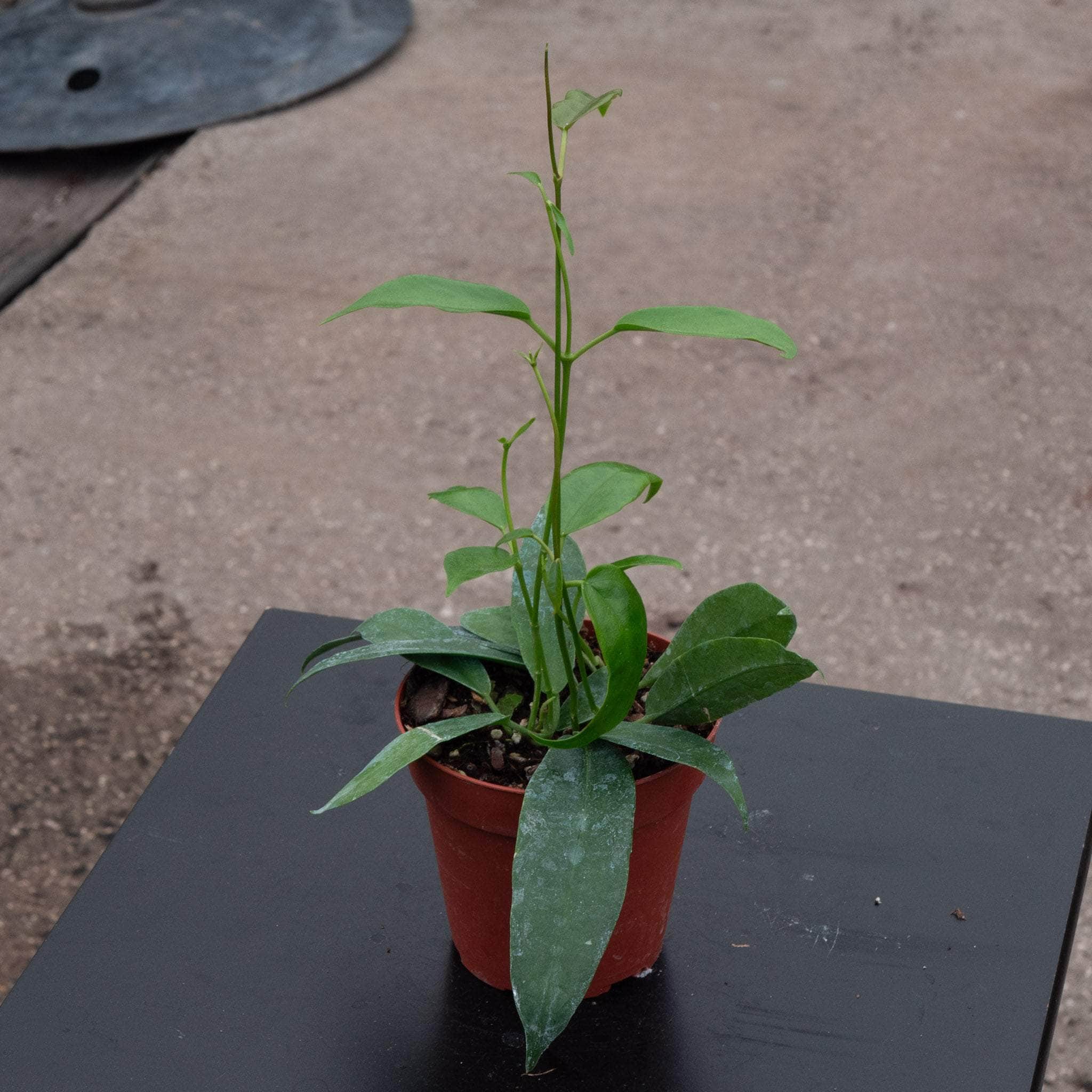 Hoya archboldiana - Gabriella Plants