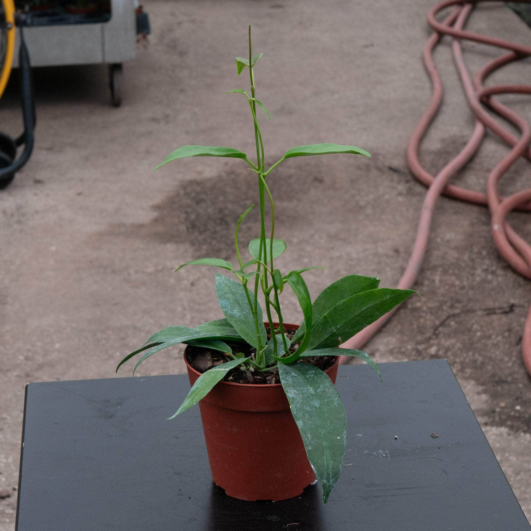 Hoya archboldiana - Gabriella Plants