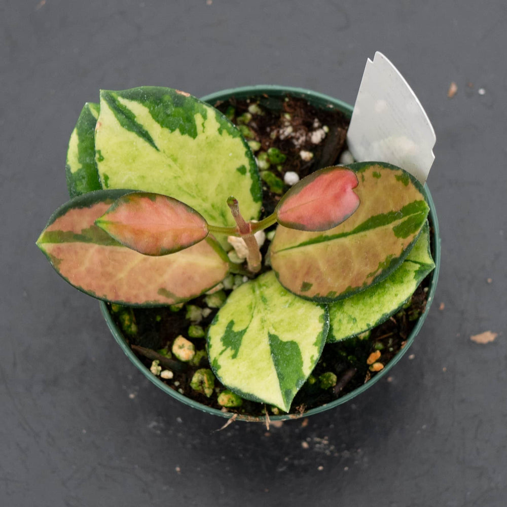 Gabriella Plants Hoya Hoya australis 'Lisa'