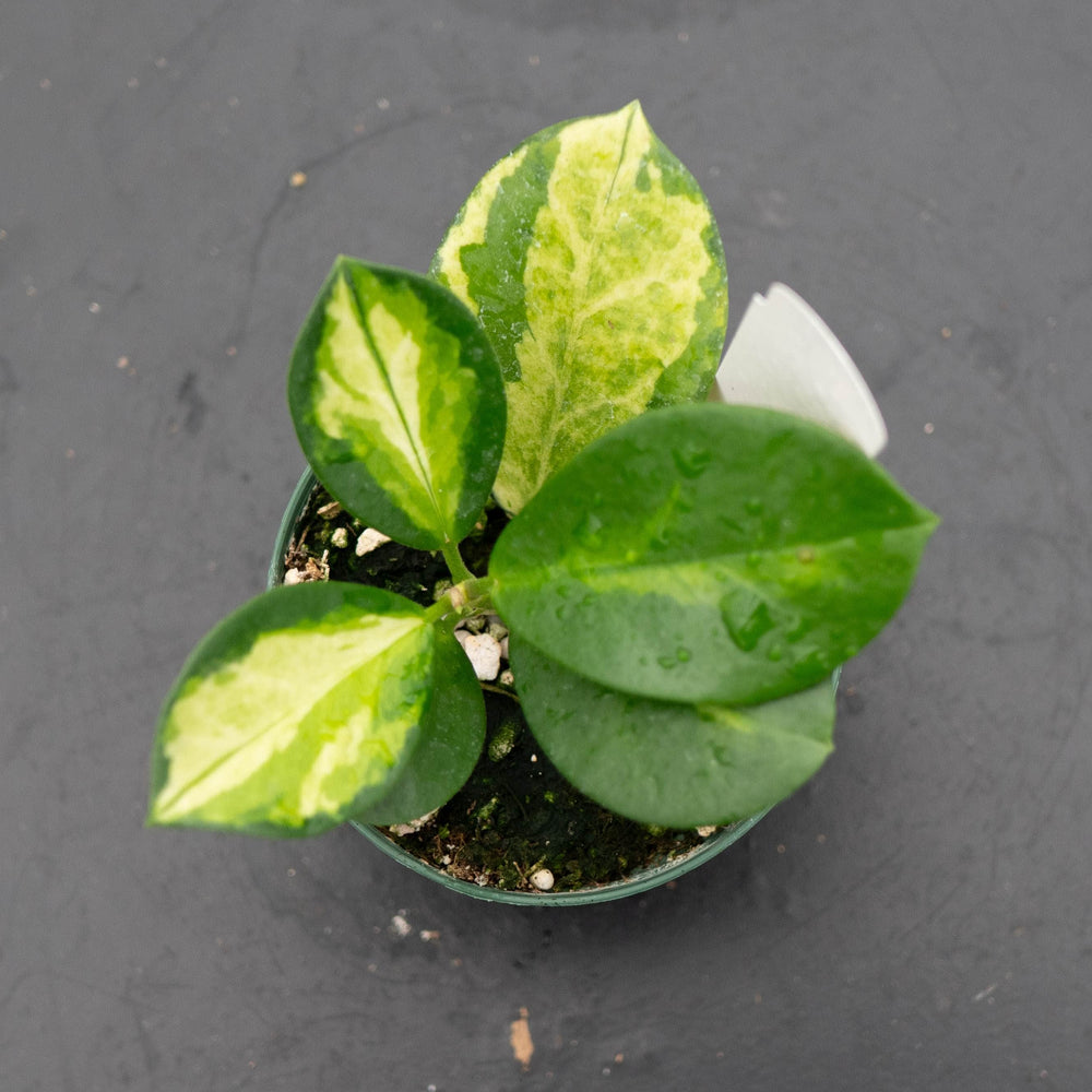 Gabriella Plants Hoya Hoya australis 'Lisa'