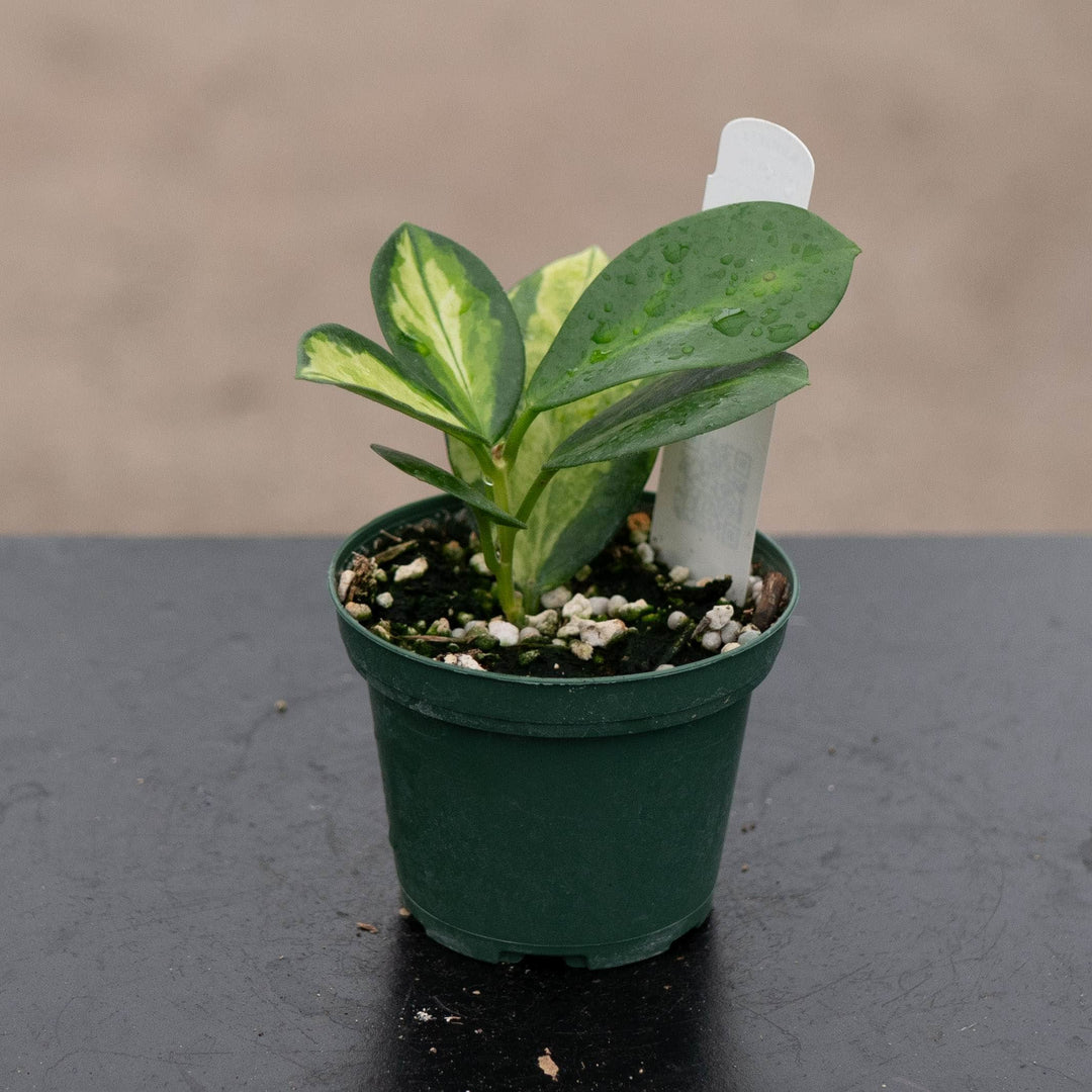 Gabriella Plants Hoya Hoya australis &