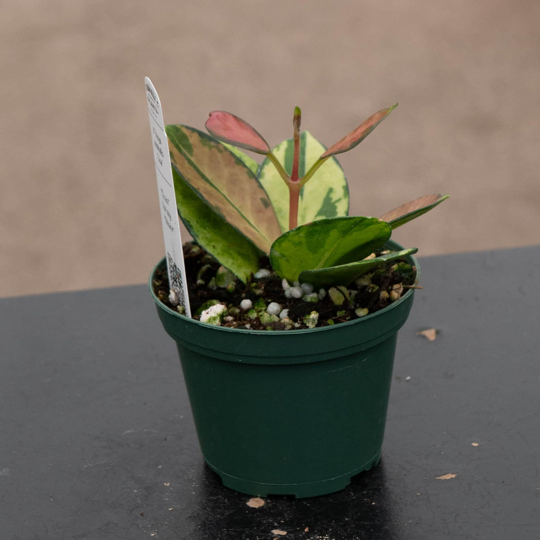 Gabriella Plants Hoya 3" Hoya australis 'Lisa'