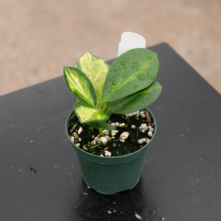 Gabriella Plants Hoya 3" Hoya australis &