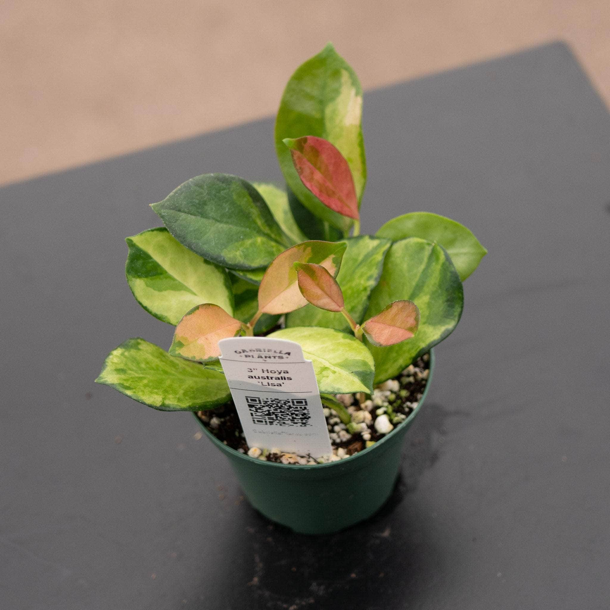 Hoya australis 'Lisa' - Gabriella Plants