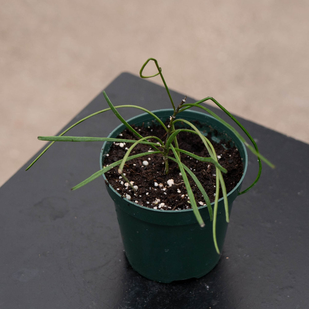 Gabriella Plants Hoya 4" Hoya biruensis