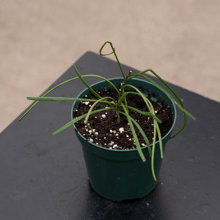 Gabriella Plants Hoya 4" Hoya biruensis