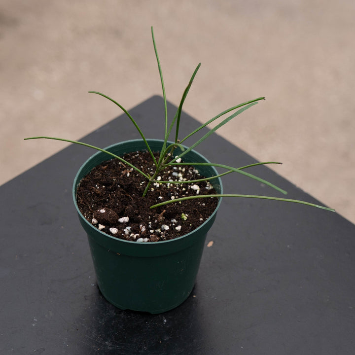 Gabriella Plants Hoya 4" Hoya biruensis