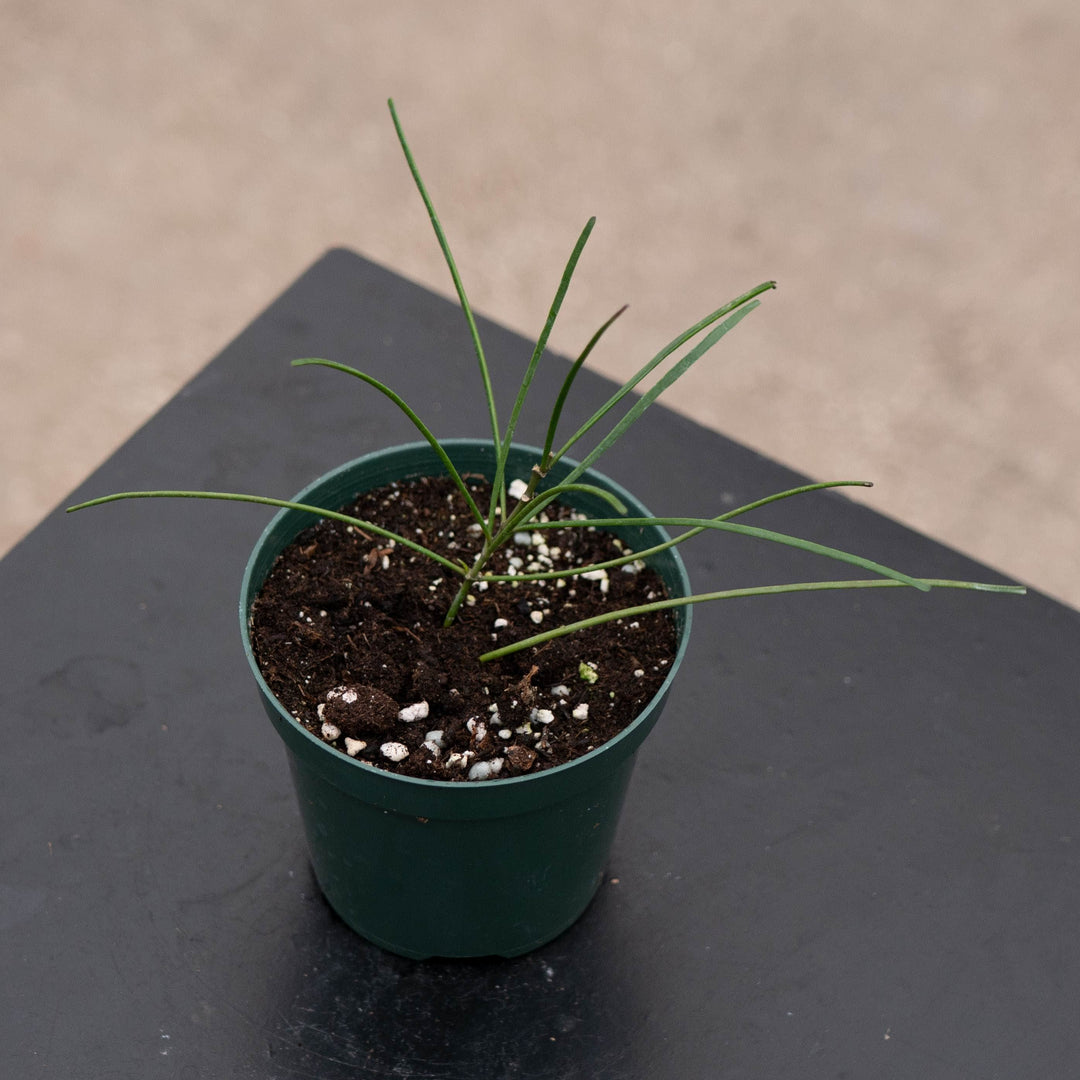 Gabriella Plants Hoya 4" Hoya biruensis
