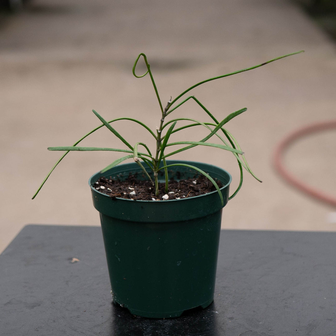 Gabriella Plants Hoya 4" Hoya biruensis