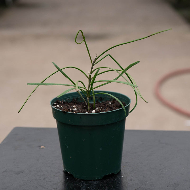 Gabriella Plants Hoya 4" Hoya biruensis