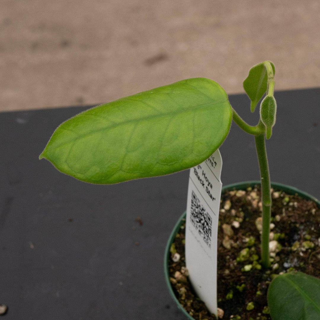 Gabriella Plants Hoya 3" Hoya ‘Black Star’