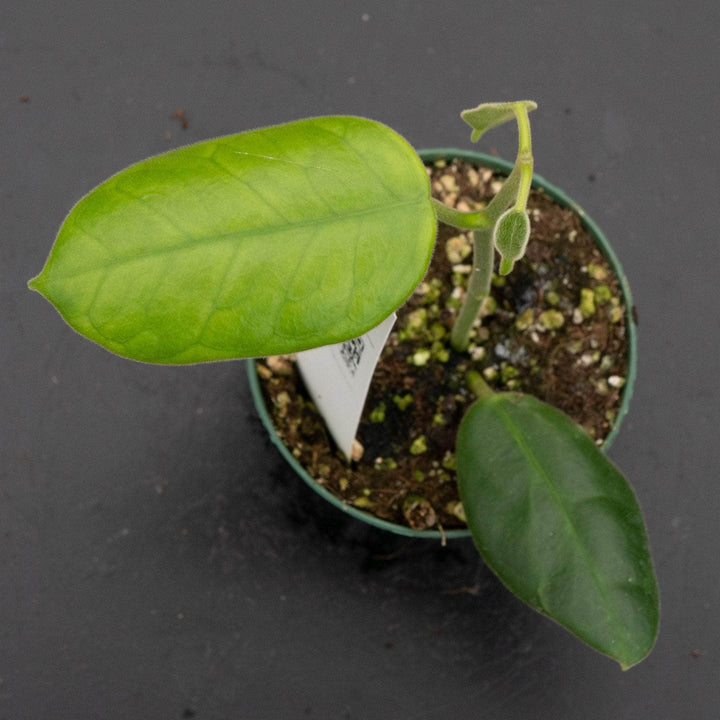 Gabriella Plants Hoya 3" Hoya ‘Black Star’