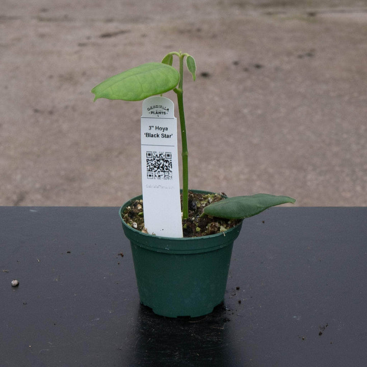 Gabriella Plants Hoya 3" Hoya ‘Black Star’