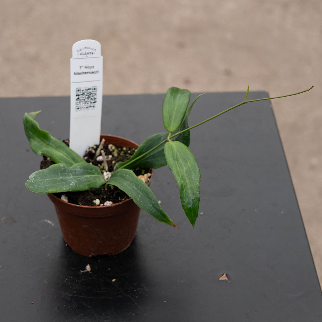 Gabriella Plants Hoya 3" Hoya blashernaezii