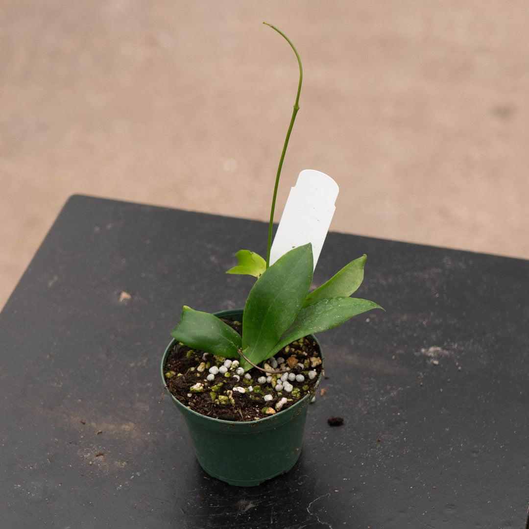Gabriella Plants Hoya 3" Hoya blashernaezii