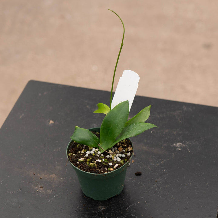 Gabriella Plants Hoya 3" Hoya blashernaezii