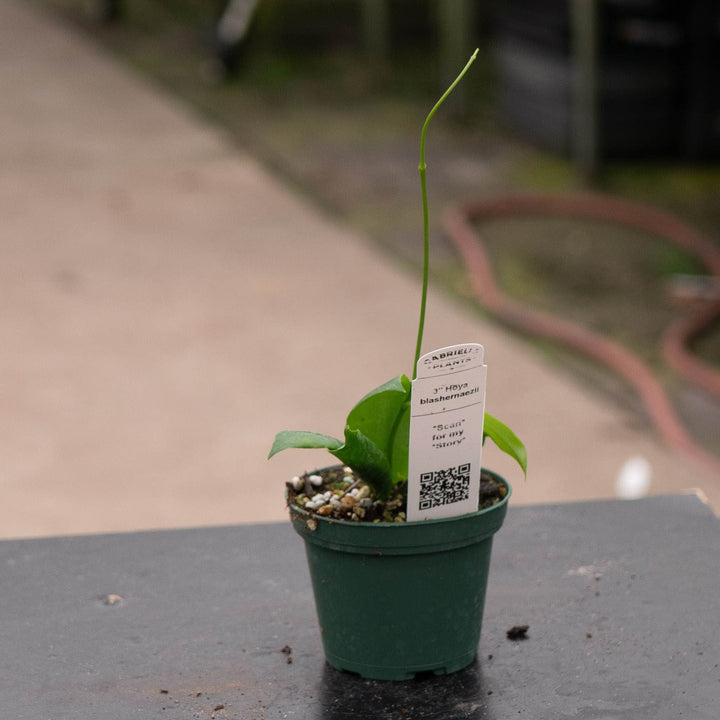Gabriella Plants Hoya 3" Hoya blashernaezii