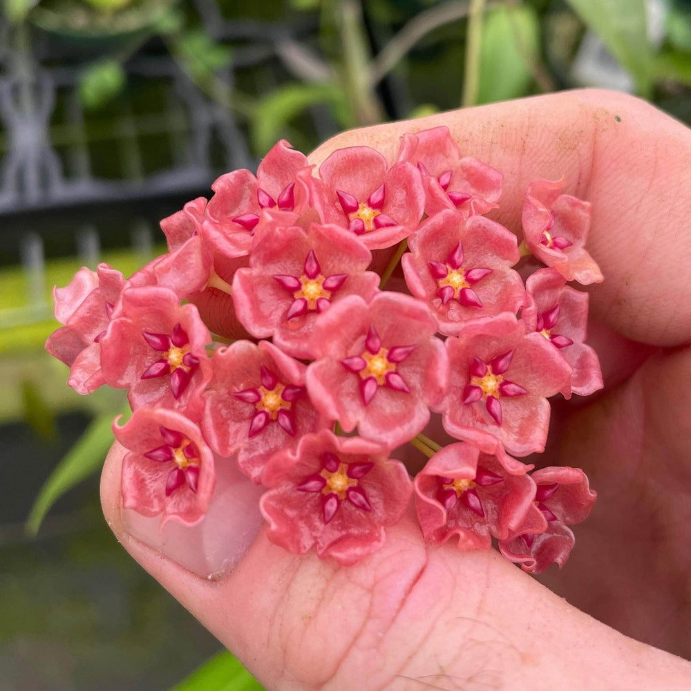 Gabriella Plants Hoya 3" Hoya blashernaezii