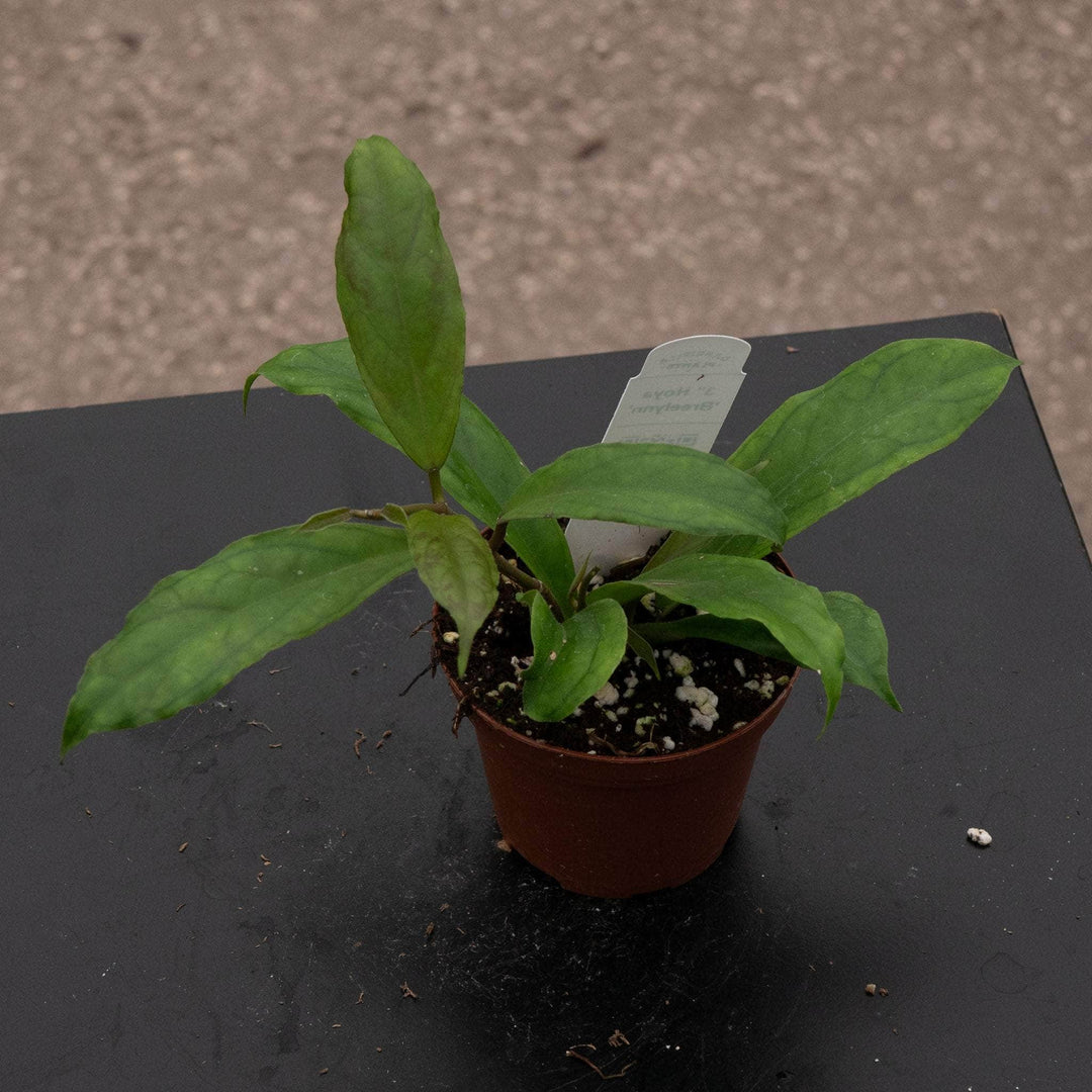 Gabriella Plants Hoya 3" Hoya 'Breelynn'