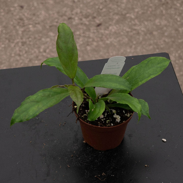 Gabriella Plants Hoya 3" Hoya 'Breelynn'