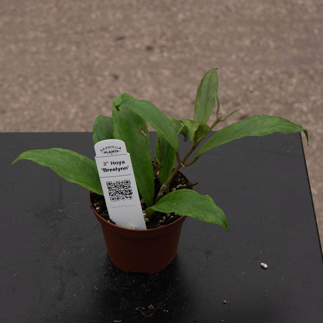 Gabriella Plants Hoya 3" Hoya 'Breelynn'