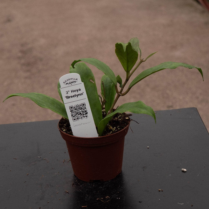 Gabriella Plants Hoya 3" Hoya 'Breelynn'