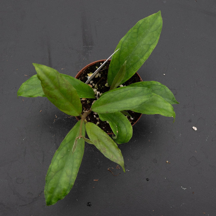 Gabriella Plants Hoya 3" Hoya 'Breelynn'