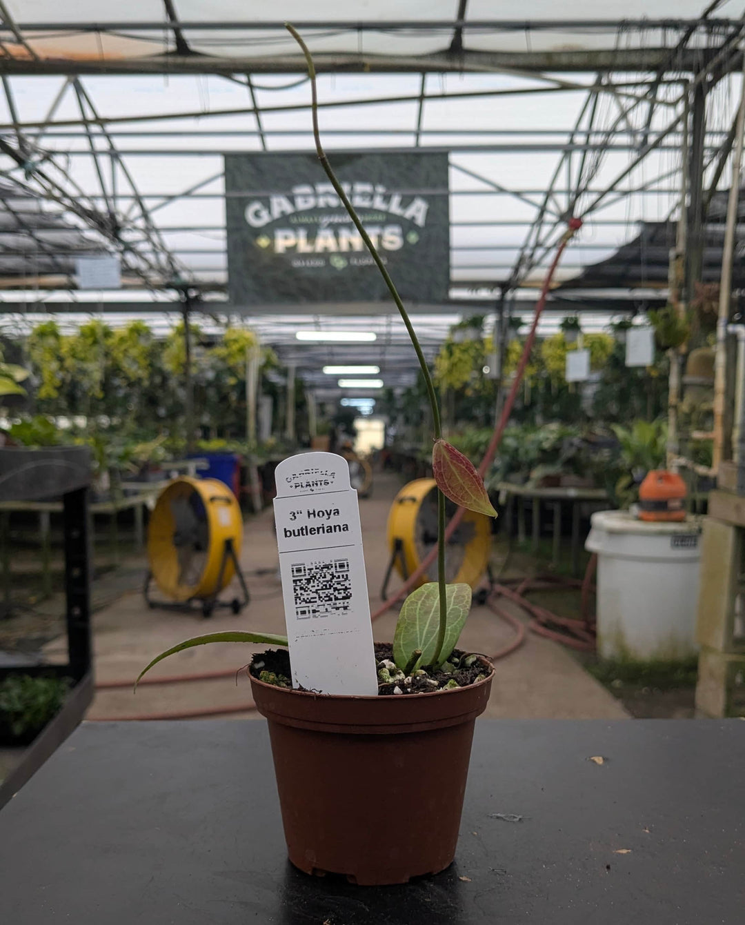 Gabriella Plants Hoya 3" Hoya butleriana